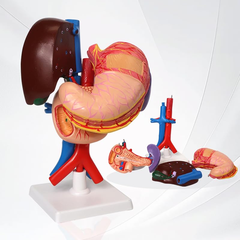 Life-Size Stomach, Liver, Pancreas, Duodenum & Spleen Model - Myaskro