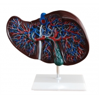 Digestive System Anatomy & Pathology Bundle - Myaskro