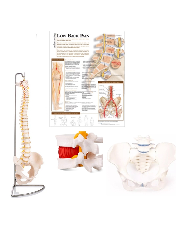 Lower Back Pain  Models + Chart Bundle | 85cm Spine Model, Lumbar Herniated Disc Model & Pelvis with 2 vertebrae 