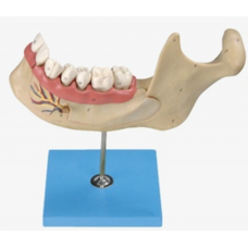 Lower Jaw Model Of 18 Years Old