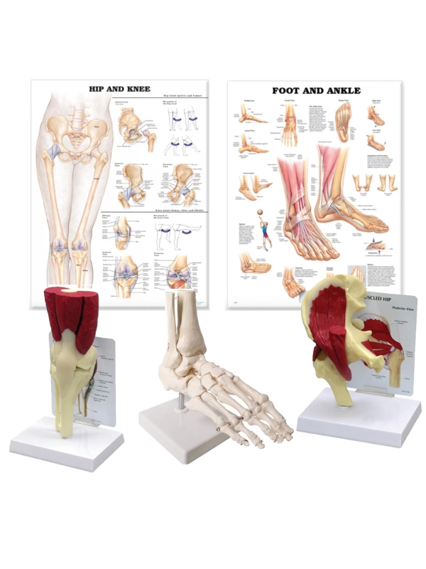 Lower Limb Patient Education Bundle - Myaskro