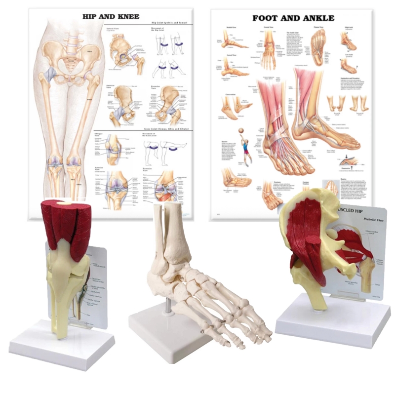 Lower Limb Patient Education Bundle - Myaskro