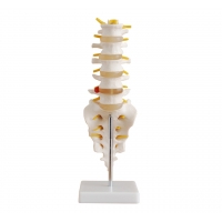 MYASKRO Vertebrae Anatomy Model Bundle (Cervical + Thoracic + Lumbar)