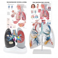Lung Anatomy & Pathology Bundle - Myaskro