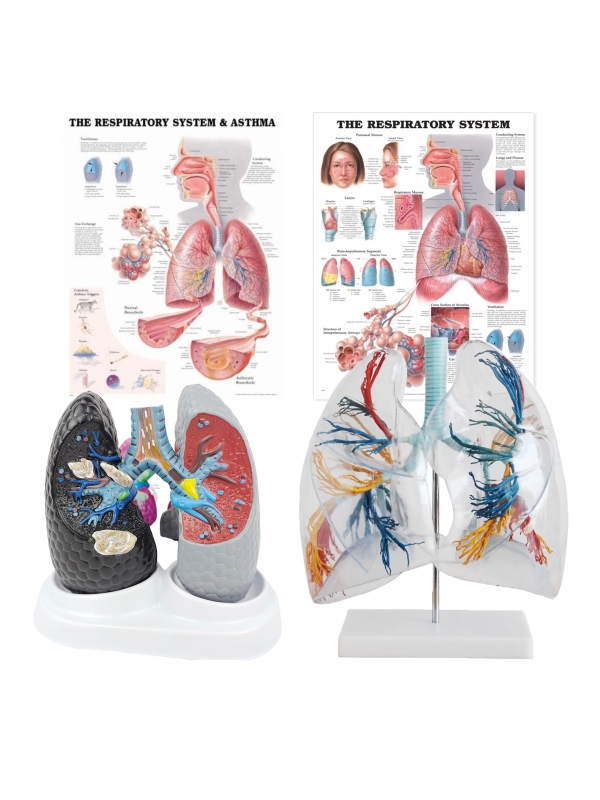 Lung Anatomy & Pathology Bundle - Myaskro