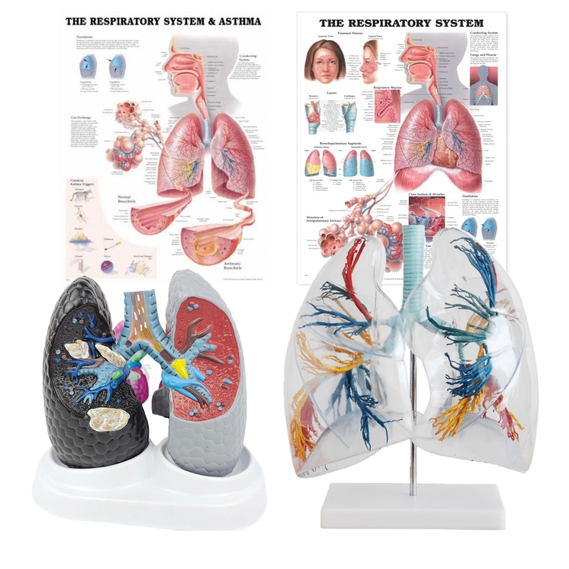 Lung Anatomy & Pathology Bundle - Myaskro