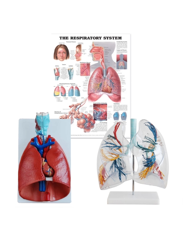 Lung Anatomy Bundle - Myaskro