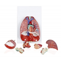 MYASKRO Lung Anatomy Model Set