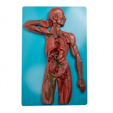 Lymphetic System Model Premium Quality - MYASKRO