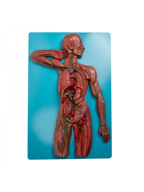 Lymphetic System Model Premium Quality - MYASKRO