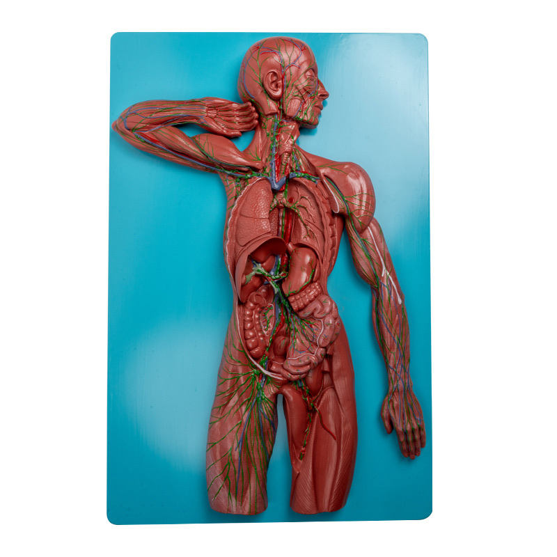 Lymphetic System Model Premium Quality - MYASKRO