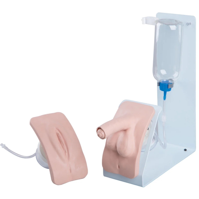 Male Female Catherization Model Bundle - Myaskro