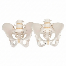 Male & Female Pelvis with 2 Lumbar Vertebrae — Bundle of 2 | Myaskro Male & Female Pelvis with 2 Lumbar Vertebrae — Bundle of 2 | Myaskro