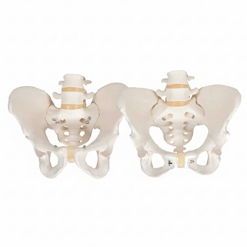 Male & Female Pelvis with 2 Lumbar Vertebrae — Bundle of 2 | Myaskro