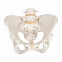 Male & Female Pelvis with 2 Lumbar Vertebrae — Bundle of 2 | Myaskro