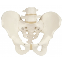 Male & Female Pelvis with 2 Lumbar Vertebrae — Bundle of 2 | Myaskro