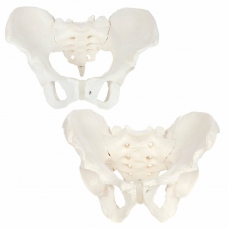 MYASKRO Skeletal Pelvis Anatomy Model Bundle (Male & Female Set)