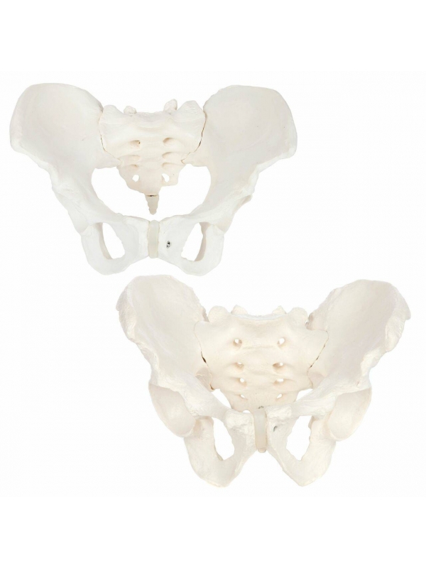 MYASKRO Skeletal Pelvis Anatomy Model Bundle (Male & Female Set)