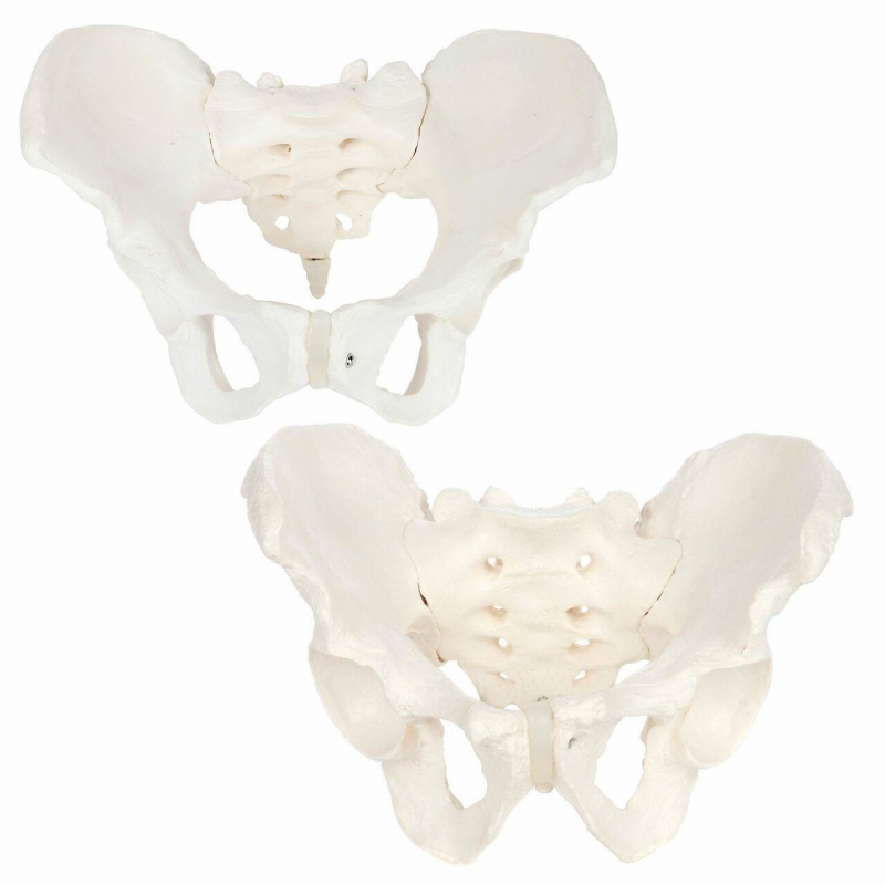 MYASKRO Skeletal Pelvis Anatomy Model Bundle (Male & Female Set)
