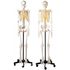 MYASKRO Male & Female Skeleton Set (Life-Size Pair)