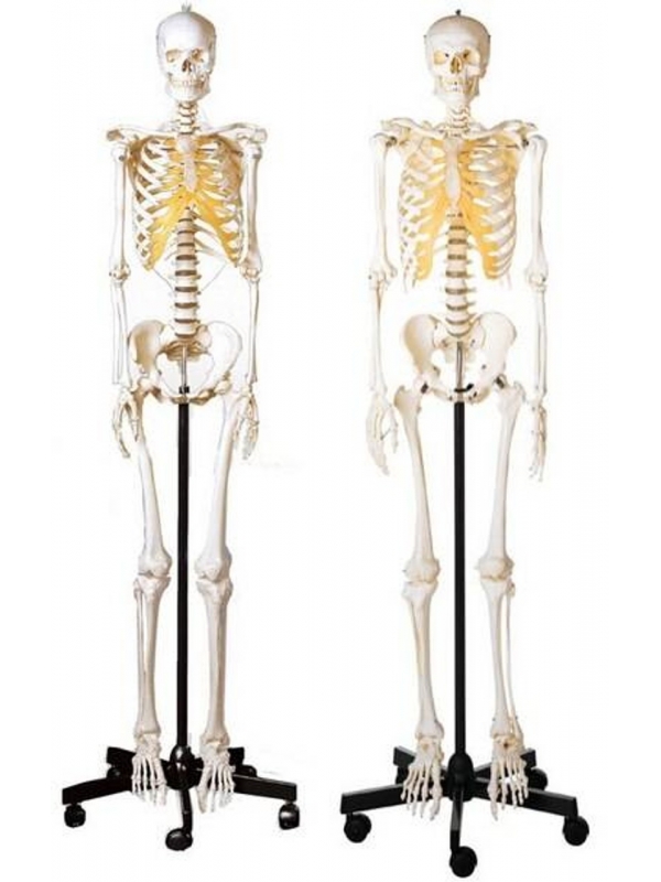 MYASKRO Male & Female Skeleton Set (Life-Size Pair)