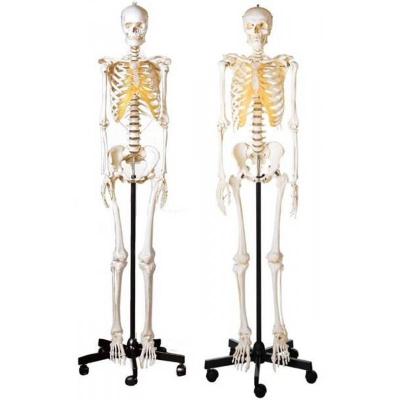 MYASKRO Male & Female Skeleton Set (Life-Size Pair)
