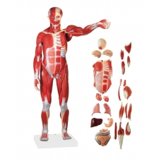 Myaskro - Male Muscle Figure with Internal Organs (Tall 78cm) 