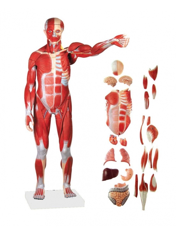 Myaskro - Male Muscle Figure with Internal Organs (Tall 78cm) 