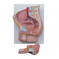 MYASKRO Pelvis Anatomy Model Bundle — Female (3-Part) + Male (2-Part)