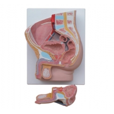 Male Pelvis Section Model - Dissectible Into 2 Parts