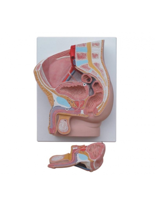 Male Pelvis Section Model - Dissectible Into 2 Parts