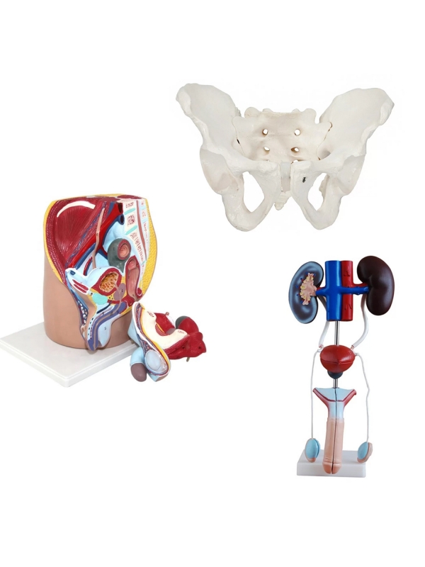 Male Reproductive System Anatomy Bundle - Myaskro