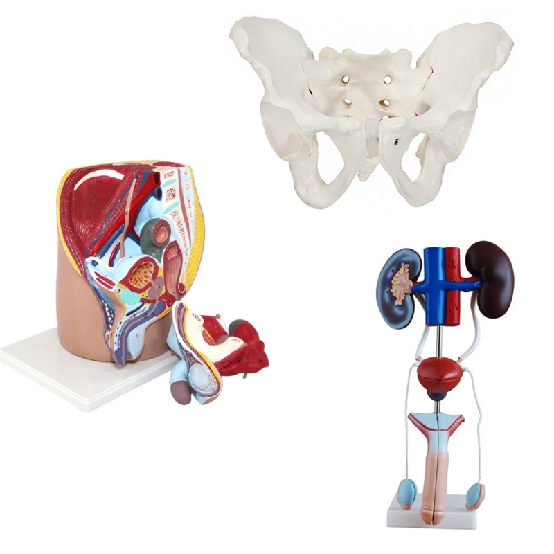 Male Reproductive System Anatomy Bundle - Myaskro