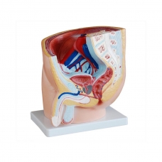 Male Pelvis Section Anatomical Model