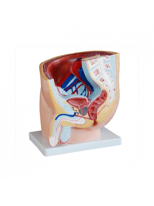 Male Pelvis Section Anatomical Model
