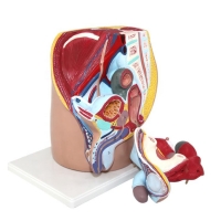 Urinary System Anatomy Bundle - Myaskro