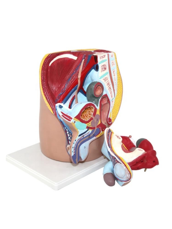 Male Pelvis Section Model (2 Removable Parts) - Myaskro