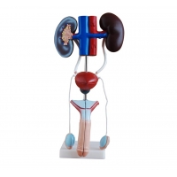 Urinary System Anatomy Bundle - Myaskro