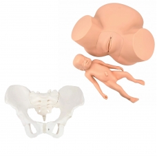 Midwifery Training & Female Pelvis Model Bundle – Myaskro Midwifery Training & Female Pelvis Model Bundle – Myaskro