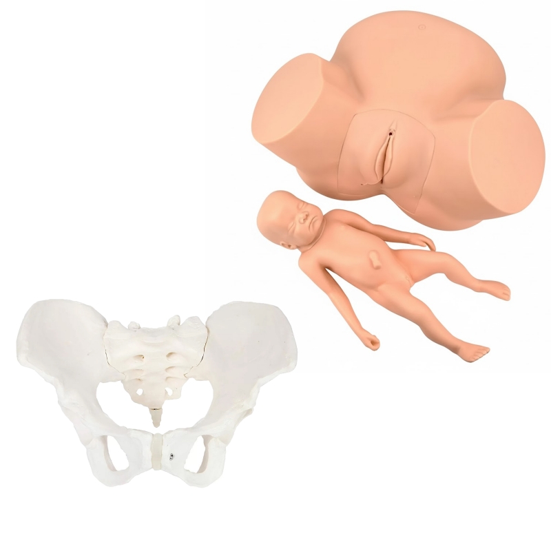 Midwifery Training & Female Pelvis Model Bundle – Myaskro