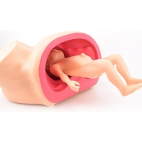 Midwifery Delivery Training Model (Maternal Pelvis + Neonate Manikin) | Myaskro
