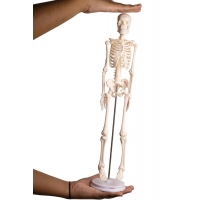 Primary School Anatomy Bundle - Myaskro
