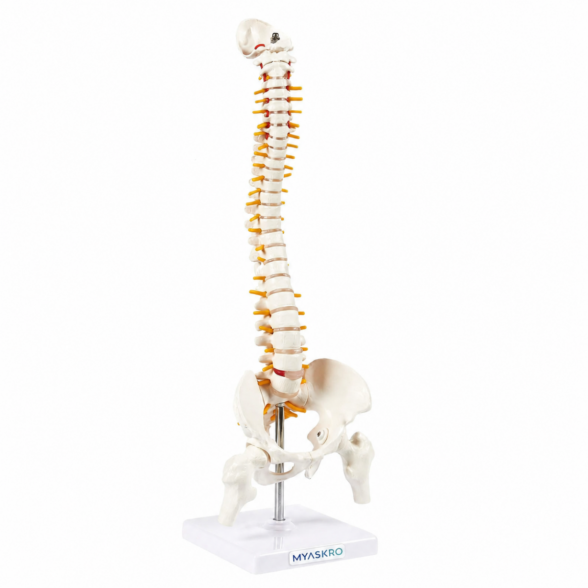 Human Spine Model 45cm Tall (Spinal/Vertebral Column Model) With Femur Heads - MYASKRO