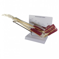 Anatomical Muscled Human Joint Models Set - Myaskro