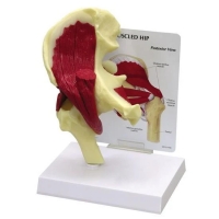 Anatomical Muscled Human Joint Models Set - Myaskro