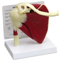 Anatomical Muscled Human Joint Models Set - Myaskro