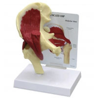 Lower Limb Patient Education Bundle - Myaskro