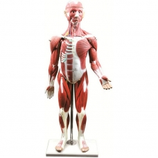 85cm Muscular Human Torso Model (30-Parts) - Deluxe Model - Myaskro