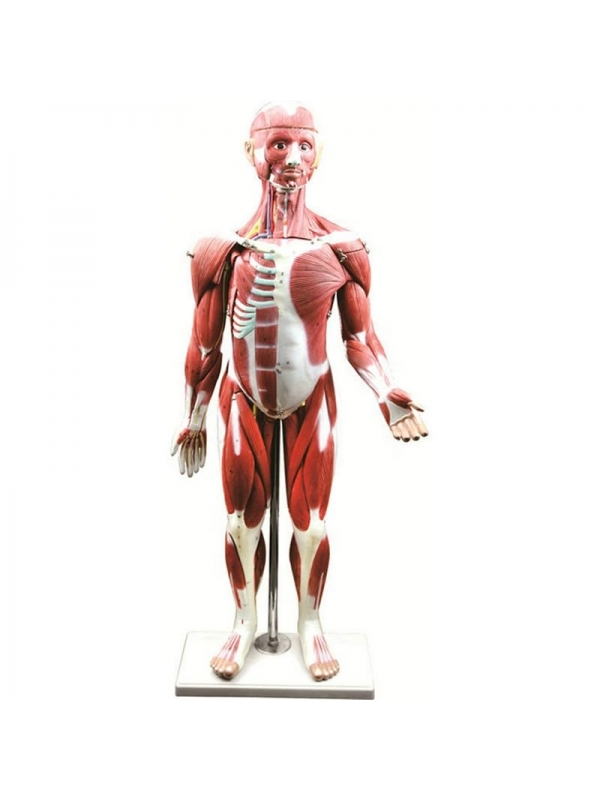 85cm Muscular Human Torso Model (30-Parts) - Deluxe Model - Myaskro