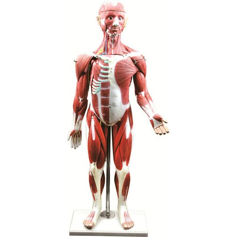 85cm Muscular Human Torso Model (30-Parts) - Deluxe Model - Myaskro